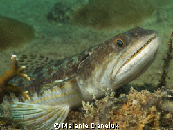 Smile for the camera!
Lizardfish by Melanie Daneluk 